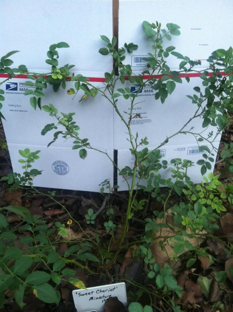  photo Sweet_Chariot_Bush_Sep_4th_2013_zps791ab9ae.jpg